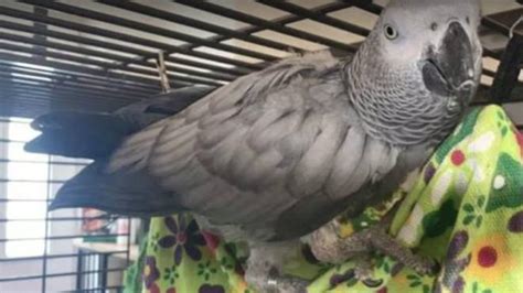 chanel the african grey